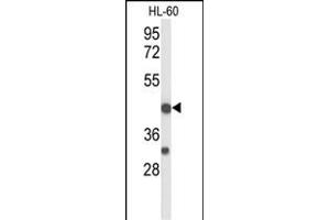 Western blot analysis of TNFRSF10D Antibody (Center) (ABIN653479 and ABIN2842899) in HL-60 cell line lysates (35 μg/lane). (DcR2 antibody  (AA 252-278))