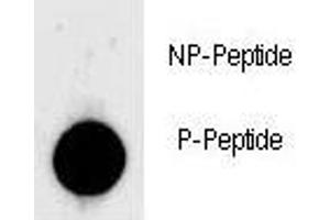 Dot blot analysis of phospho-LIN28 antibody. (LIN28A antibody  (pSer134))