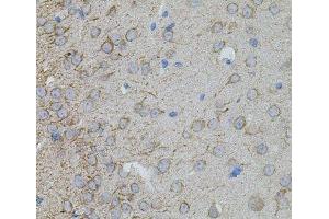 Immunohistochemistry of paraffin-embedded Mouse brain using MMP10 Polyclonal Antibody at dilution of 1:100 (40x lens). (MMP10 antibody)