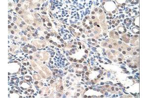 Image no. 1 for anti-RAR-Related Orphan Receptor A (RORA) (AA 239-288) antibody (ABIN205084) (RORA antibody  (AA 239-288))