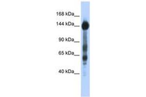 Image no. 1 for anti-Sterol Regulatory Element Binding Transcription Factor 1 (SREBF1) (AA 35-84) antibody (ABIN6742767) (SREBF1 antibody  (AA 35-84))