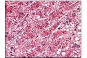 Immunohistochemistry (IHC) image for anti-Protein Phosphatase 1, Catalytic Subunit, alpha Isoform (PPP1CA) (AA 30-299) antibody (ABIN238369) (PPP1CA antibody  (AA 30-299))