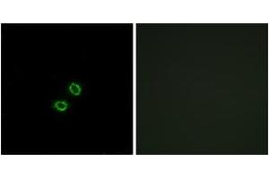 Immunofluorescence analysis of A549 cells, using KIR2DL5B Antibody.