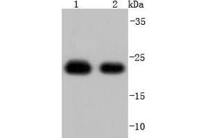Lane 1: Hela, Lane 2: A431 lysate probed with Peroxiredoxin 1 (7A1) Monoclonal Antibody, Unconjugated  at 1:1000 overnight at 4˚C. (Peroxiredoxin 1 antibody)