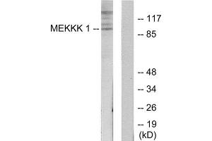 Western Blotting (WB) image for anti-Mitogen-Activated Protein Kinase Kinase Kinase Kinase 1 (MAP4K1) (Internal Region) antibody (ABIN1849863) (MAP4K1 antibody  (Internal Region))