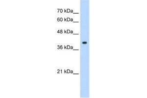 Western Blotting (WB) image for anti-cAMP Responsive Element Binding Protein 1 (CREB1) antibody (ABIN2460200) (CREB1 antibody)