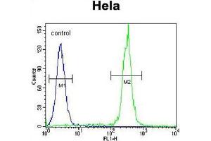 BTC Antibody (N-term) flow cytometric analysis of Hela cells (right histogram) compared to a negative control cell (left histogram). (Betacellulin antibody  (N-Term))
