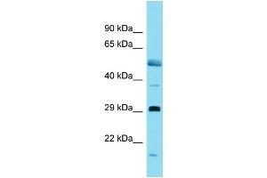 Host:  Rabbit  Target Name:  Ovol1  Sample Type:  Rat Pancreas lysates  Antibody Dilution:  1. (OVOL1 antibody  (C-Term))