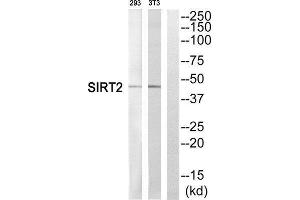 Western Blotting (WB) image for anti-Sirtuin 2 (SIRT2) (C-Term) antibody (ABIN1852673) (SIRT2 antibody  (C-Term))