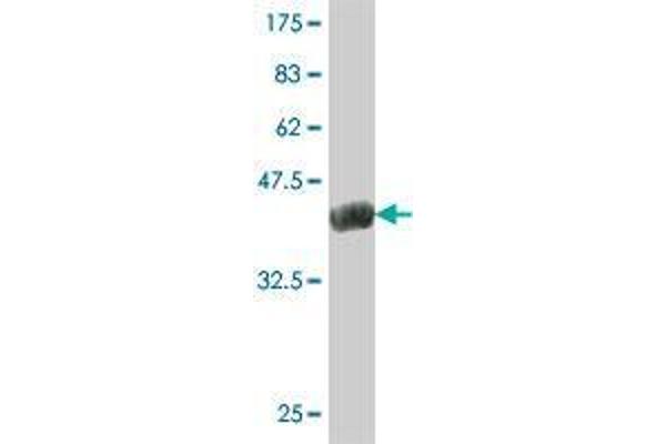 Obscurin antibody  (AA 1551-1649)