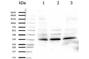 Western Blot of Rabbit anti-ORAI-1 antibody. (ORAI1 antibody)