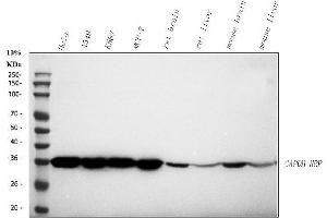 Western blot analysis of GAPDH using anti-GAPDH antibody (ABIN7602946). (GAPDH antibody  (C-Term) (HRP))