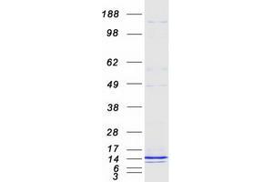 Western Blotting (WB) image for XYD Domain Containing Ion Transport Regulator 2 (FXYD2) (Transcript Variant A) protein (Myc-DYKDDDDK Tag) (ABIN2721465)