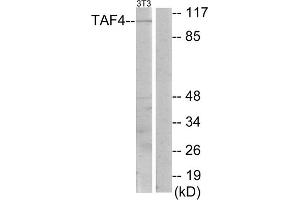 Western blot analysis of extracts from NIH-3T3 cells, using TAF4 antibody. (TAF4 antibody  (C-Term))