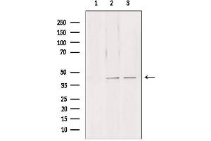 Western blot analysis of extracts from various samples, using NDE1 antibody. (NDE1 antibody  (N-Term))