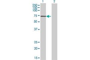 Western Blot analysis of POLR3C expression in transfected 293T cell line by POLR3C MaxPab polyclonal antibody. (POLR3C antibody  (AA 1-534))