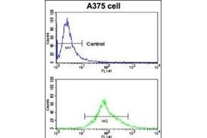 Flow cytometric analysis of  cells using CA14 Antibody (N-term) (bottom histogram) compared to a negative control cell (top histogram). (CA14 antibody  (N-Term))