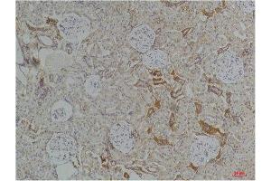 Immunohistochemistry (IHC) analysis of paraffin-embedded Rat KidneyTissue using Kir4.