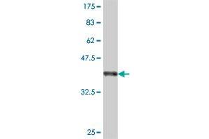 Western Blot detection against Immunogen (38. (PCGF3 antibody  (AA 133-242))