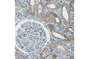 Immunohistochemical staining (Formalin-fixed paraffin-embedded sections) of human kidney with OCLN monoclonal antibody, clone CL1555  shows membranous positivity in renal tubules. (Occludin antibody  (AA 282-415))