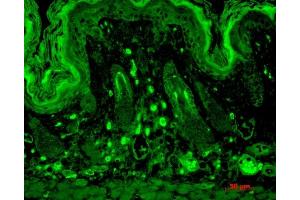 Immunohistochemistry analysis using Mouse Anti-PSD95 Monoclonal Antibody, Clone 7E3 (ABIN361721 and ABIN361722).