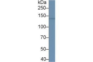 Western Blot; Sample: Mouse Cerebrum lysate; Primary Ab: 1µg/ml Rabbit Anti-Human BRD1 Antibody Second Ab: 0. (BRD1 antibody  (AA 579-1058))