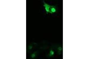 Image no. 2 for anti-Peptidylprolyl Isomerase (Cyclophilin)-Like 3 (PPIL3) antibody (ABIN1500364) (PPIL3 antibody)
