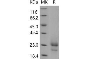 Western Blotting (WB) image for Thymic Stromal Lymphopoietin (TSLP) (Active) protein (His tag) (ABIN7198241) (Thymic Stromal Lymphopoietin Protein (TSLP) (His tag))