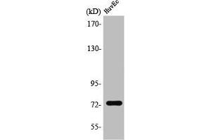 Western Blot analysis of HuvEc cells using SSH3 Polyclonal Antibody (SSH3 antibody  (Internal Region))