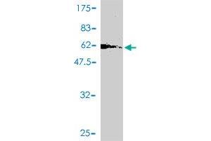 Western Blot detection against Immunogen (67. (GPD2 antibody  (AA 1-378))