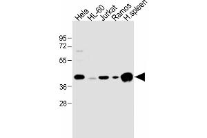 All lanes : Anti-HLA-B Antibody (N-term) at 1:1000 dilution Lane 1: Hela whole cell lysate Lane 2: HL-60 whole cell lysate Lane 3: Jurkat whole cell lysate Lane 4: Ramos whole cell lysate Lane 5: human spleen lysate Lysates/proteins at 20 μg per lane. (HLA-B antibody  (N-Term))