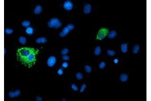 Anti-XPNPEP3 mouse monoclonal antibody (ABIN2454896) immunofluorescent staining of COS7 cells transiently transfected by pCMV6-ENTRY XPNPEP3 (RC200888). (XPNPEP3 antibody)