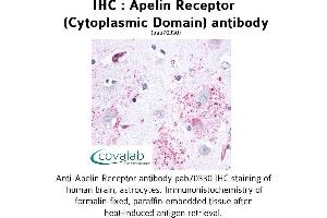 Image no. 1 for anti-Apelin Receptor (APLNR) (3rd Cytoplasmic Domain) antibody (ABIN1731854) (Apelin Receptor antibody  (3rd Cytoplasmic Domain))