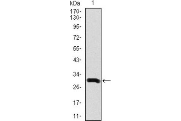 Doublecortin antibody  (AA 362-411)
