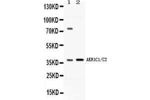 Western blot analysis of AKR1C1/C2 expression in rat liver extract ( Lane 1) and HELA whole cell lysates ( Lane 2).