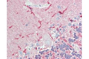 Anti-CADM2 antibody IHC of human brain, cerebellum. (CADM2 antibody  (Internal Region))