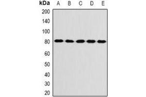 Western blot analysis of KIF3A expression in SW480 (A), SKOV3 (B), mouse brain (C), mouse ovary (D), rat liver (E) whole cell lysates. (KIF3A antibody)
