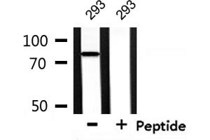 NEDD8 antibody