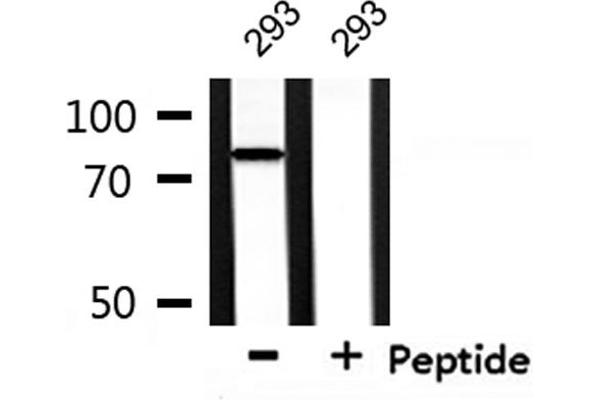 NEDD8 antibody