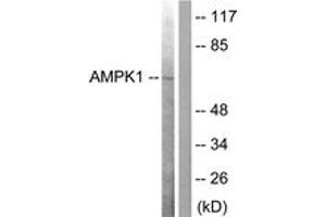 Western blot analysis of extracts from COS7 cells, treated with Adriamycin 0. (AMPK alpha antibody  (AA 140-189))