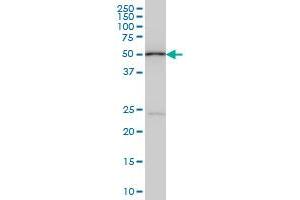 POLE2 monoclonal antibody (M01), clone 1A3 Western Blot analysis of POLE2 expression in Hela S3 NE . (POLE2 antibody  (AA 1-100))