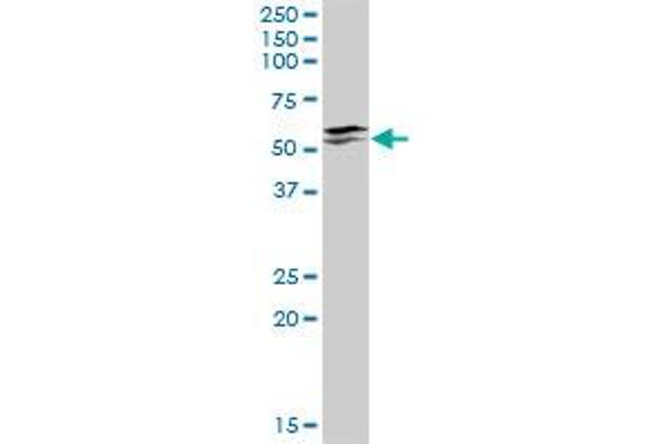 IRX3 antibody  (AA 1-501)