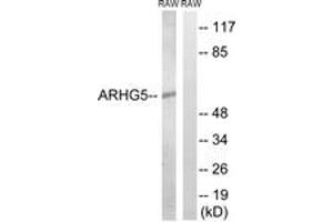 Western blot analysis of extracts from RAW264. (ARHGEF5 antibody  (AA 191-240))