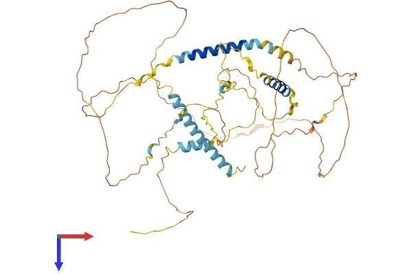 Ladinin 1 Protein (LAD1) (AA 1-517) (His tag)