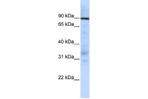 WB Suggested Anti-EWSR1 Antibody Titration:  0. (EWSR1 antibody  (Middle Region))