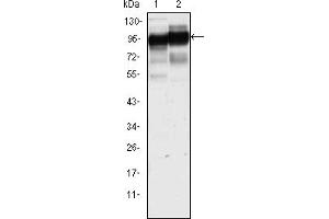 Western blot analysis using CD44 mouse mAb against Hela (1) and HUVE-12(2) cell lysate. (CD44 antibody)