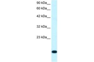 Western Blotting (WB) image for anti-Ribosomal Protein S16 (RPS16) antibody (ABIN2460743) (RPS16 antibody)
