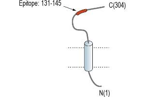 anti-CD38 (AA 131-145), (C-Term), (Extracellular) antibody