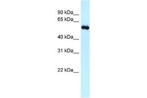 WB Suggested Anti-Rbbp5 Antibody Titration: 1. (RBBP5 antibody  (N-Term))