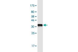Western Blot detection against Immunogen (36. (PLA2G10 antibody  (AA 64-165))